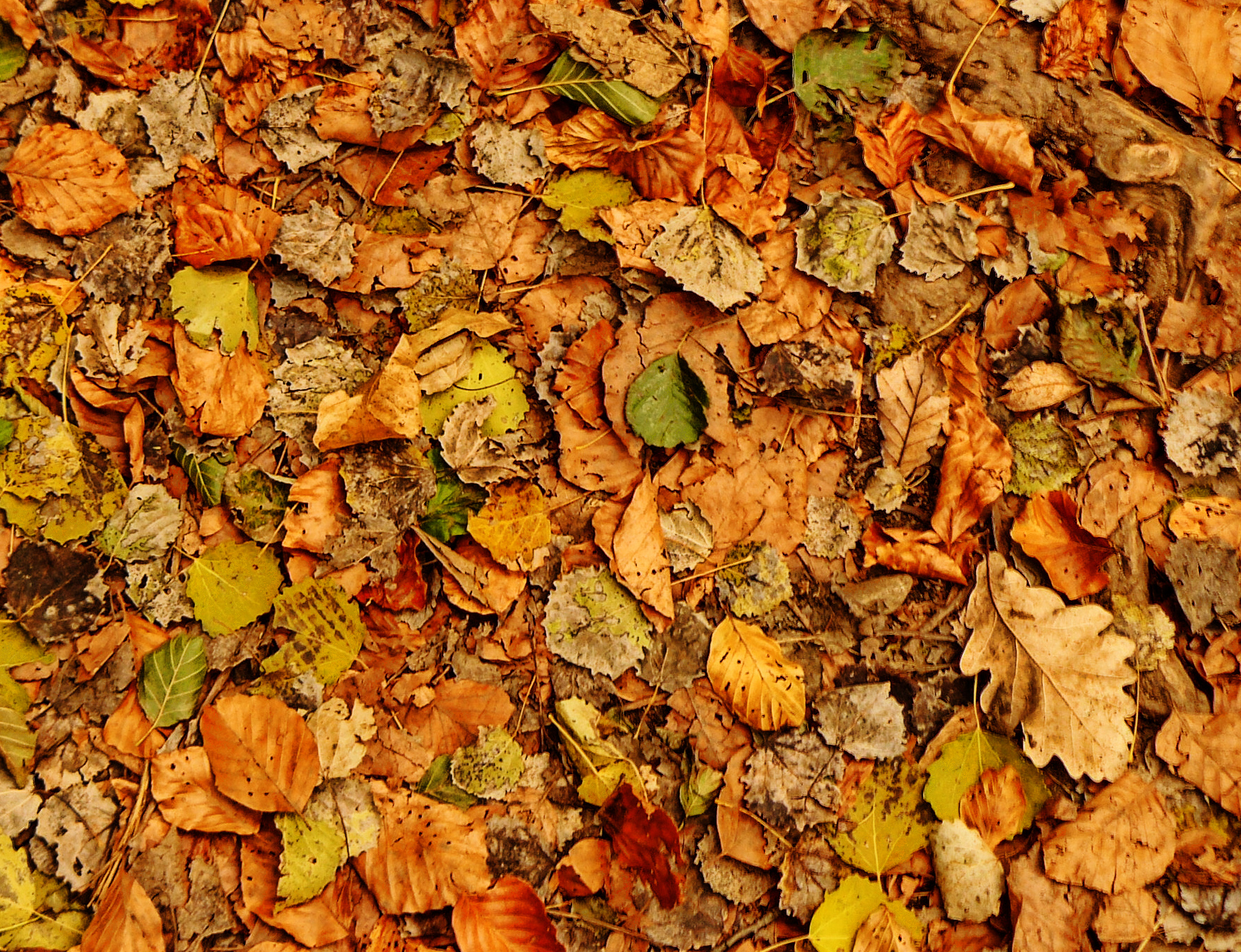 Текстура осенних листьев
